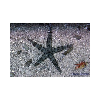 Archaster typicus