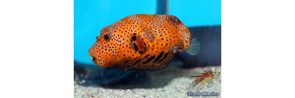 Kugelfische