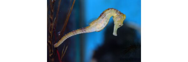 Seepferdchen