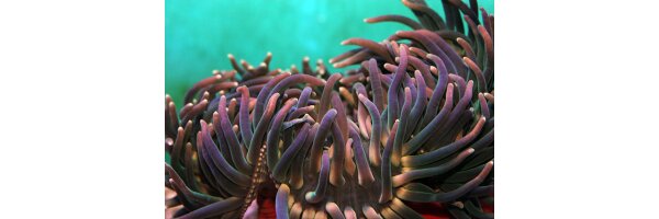 Anemonen