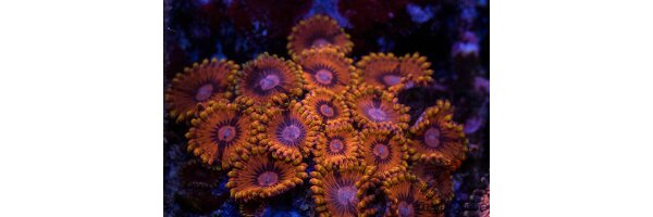 Krustenanemonen