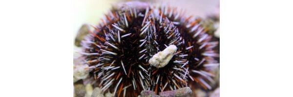 Seeigel