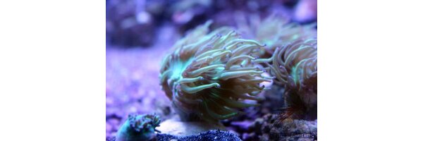 Frags LPS