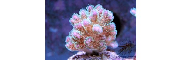 Frags SPS