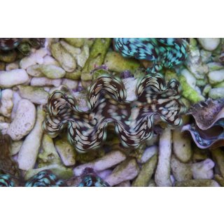 Tridacna Squamosa    Bali  NZ