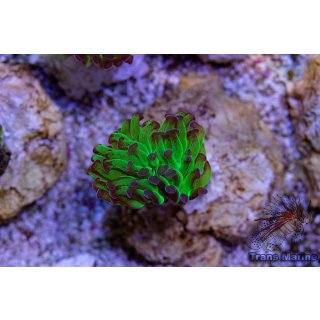Fimbriaphyllia paraancora    FRAGS