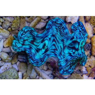 Tridacna Squamosa Bali ultrablau