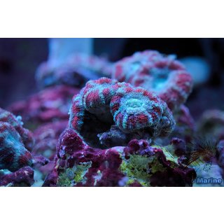 Acanthastrea lordhowensis FRAGS