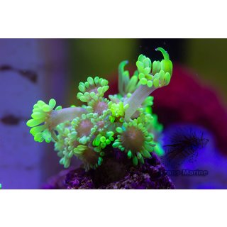 Goniopora sp. FRAGS