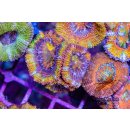 Acanthastrea lordhowensis FRAGS