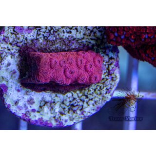 Cyphastrea sp. FRAGS
