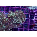 Fimbriaphyllia paraancora    FRAGS