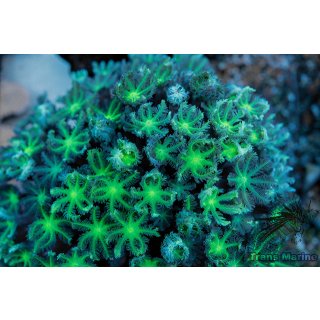 Clavularia viridis NZ INDO