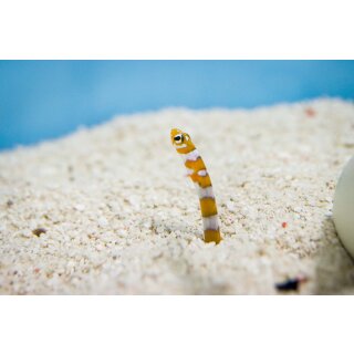 Gorgasia preclara
