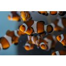 Amphiprion ocellaris Nachzucht