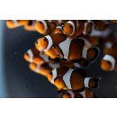 Amphiprion ocellaris Nachzucht