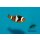 Amphiprion percula