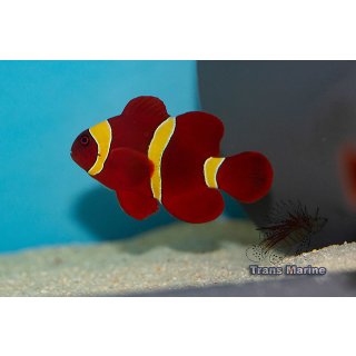 Premnas epigrammata