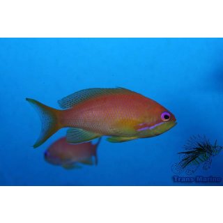 Pseudanthias squamipinnis