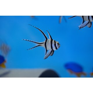 Pterapogon kauderni