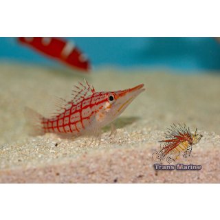 Oxycirrhites typus