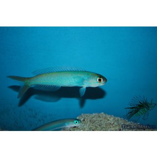 Hoplolatilus chlupatyi