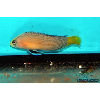 Manonichthys splendens