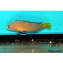 Manonichthys splendens