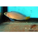Manonichthys splendens