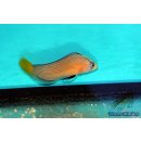 Manonichthys splendens