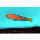 Manonichthys splendens