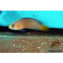 Manonichthys splendens