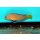 Manonichthys splendens