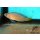 Manonichthys splendens