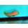 Manonichthys splendens