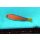 Manonichthys splendens