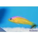 Pictichromis diadema