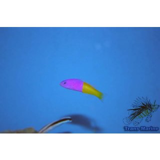 Pictichromis paccagnellae