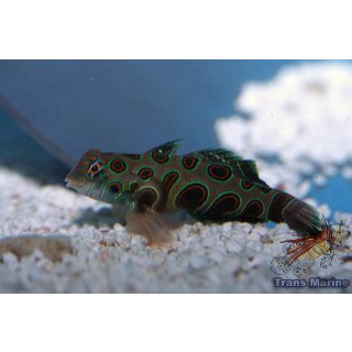 Synchiropus picturatus