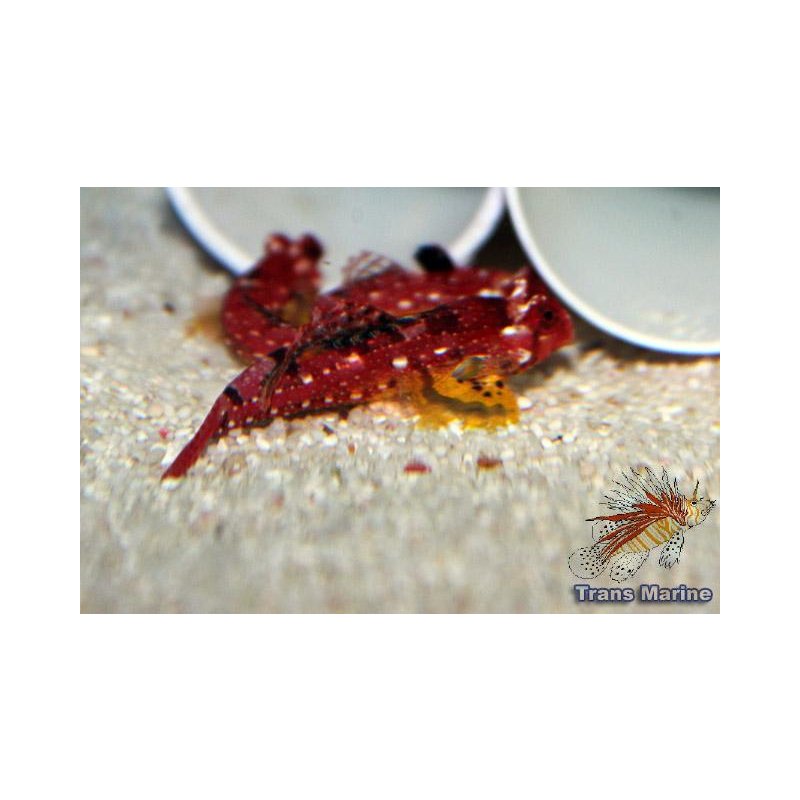 Synchiropus sycorax Leierfisch - Groß- und Einzelhandel für Meerwasse ...