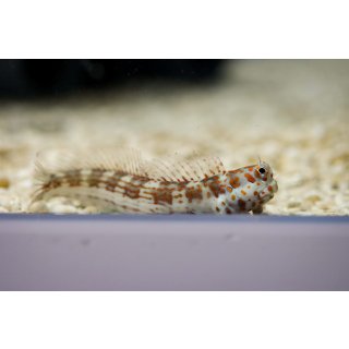 Blenniella chrysospilos