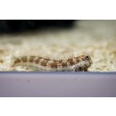 Blenniella chrysospilos