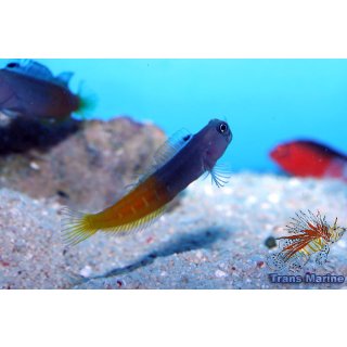 Ecsenius bicolor