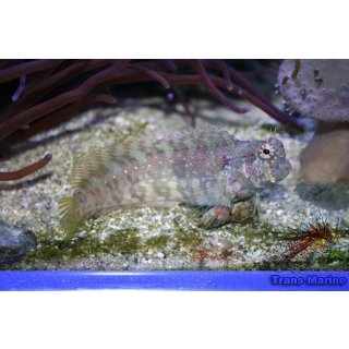 Salarias fasciatus