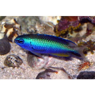 Pomacentrus alleni