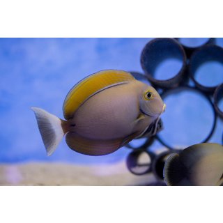 Acanthurus bariene