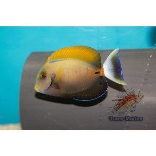 Acanthurus fowleri