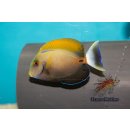 Acanthurus fowleri