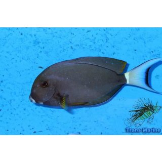 Acanthurus leucocheilus