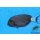 Acanthurus leucocheilus